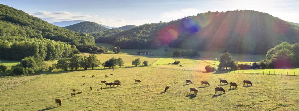 troupeau de vache dans le comminges troupeau de vache dans le comminges